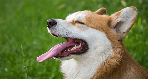 犬がくさい肛門腺の役割と絞り方を知っておこう Pet Island【ペットアイランド】