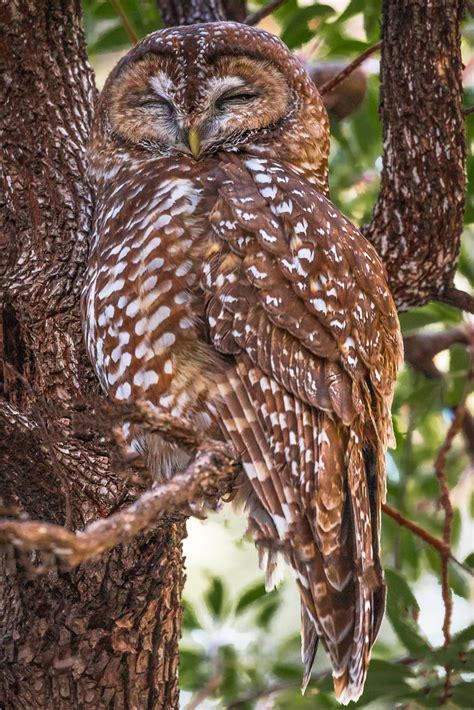 Naptime The Mexican Spotted Owl Strix Occidentalis Lucida Flickr