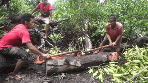 Fakta Tambelo Cacing Kayu Bakau Yang Bisa Disantap Mentah