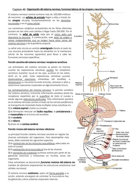 Capitulo 46 Guyton Organizacion De Sn Funciones Básicas De La Sinapsis Y Neurotransmisores