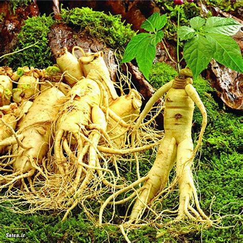 Ginseng Nedir Faydalar Nelerdir