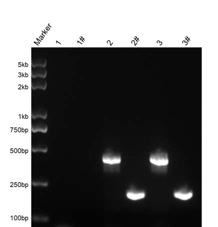 Apexbio Pcr Mycoplasma Detection Kit