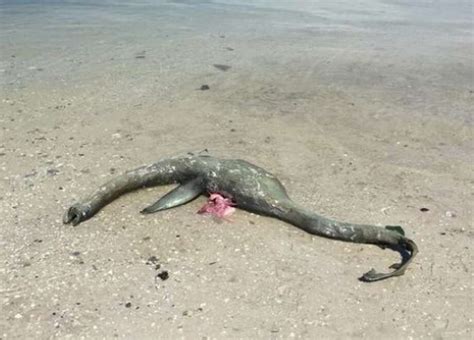 Mysterious Nessie Like Sea Creature Washes Up On Beach Midland