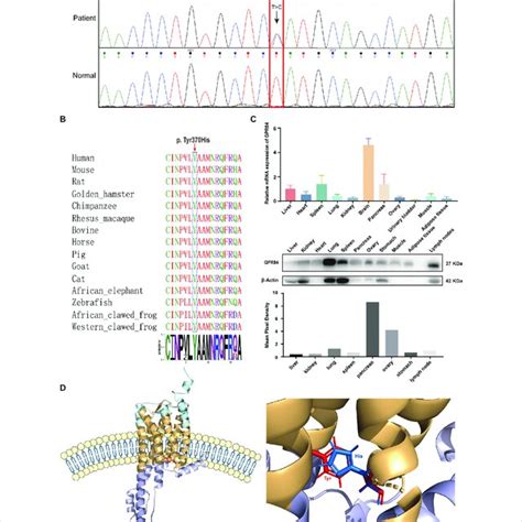 Characteristics Of The GPR84 Variant A Sanger Sequencing Validation