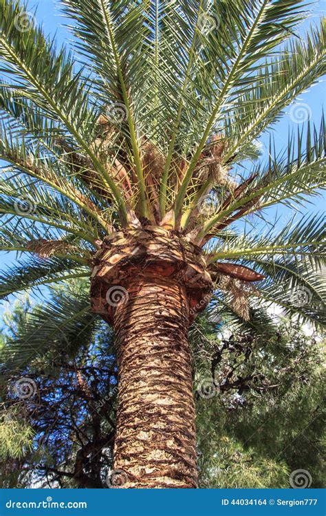 Majestic Palm Tree Stock Photo Image Of Blue Crown 44034164