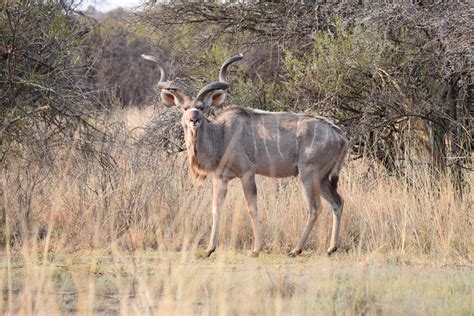 Southern Greater Kudu From Roodeplaat South Africa On September 13