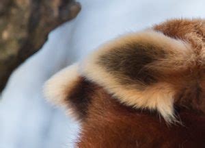 Nepal Person Arrested For Red Panda Fur Red Pandazine