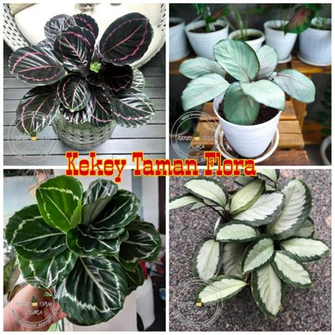 Jual Paket Hemat Tanaman Hias Calathea Black Lipstick Silver