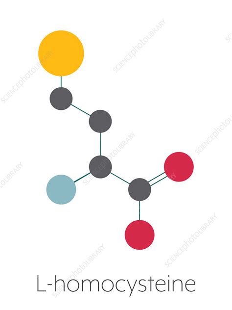 Homocysteine Biomarker Molecule Illustration Stock Image F027 8814