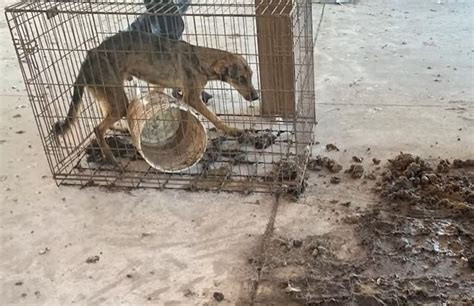 Lehigh Acres Florida Man Jailed After Deputies Find Emaciated Dogs