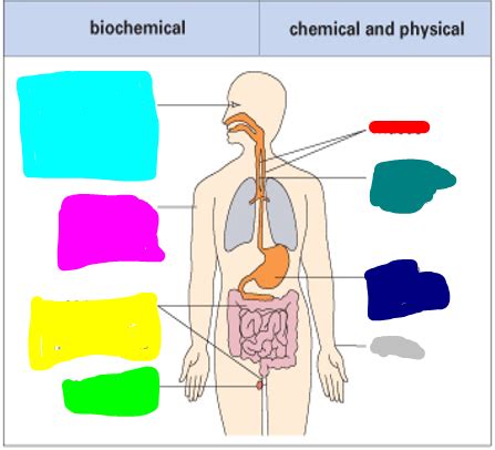 Innate Immunity Flashcards Quizlet