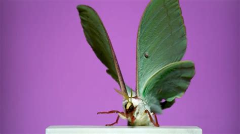 1 Wing Flap From 15 Moth Species Rbeamazed