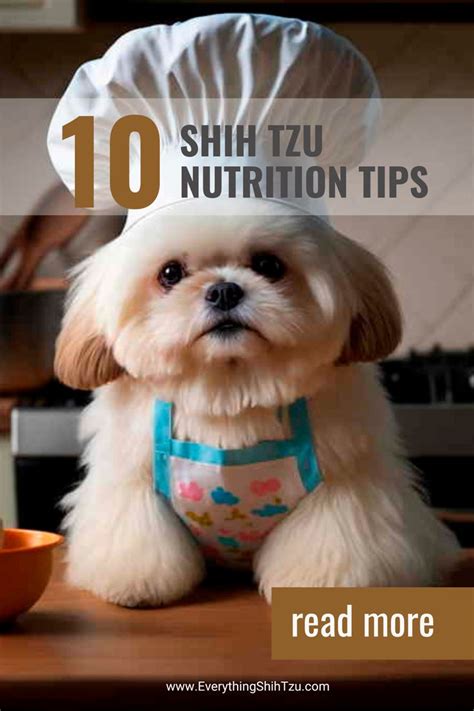 The Best Nutrition For Your Shih Tzu