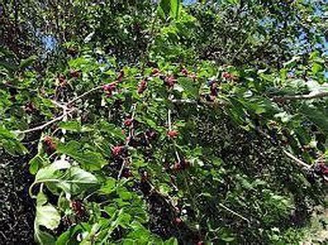 Mulberries may be the key to finding the elusive 'blackberry trees ...