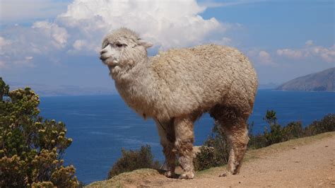 Lago Titicaca En Un D A Y Sin Morirte