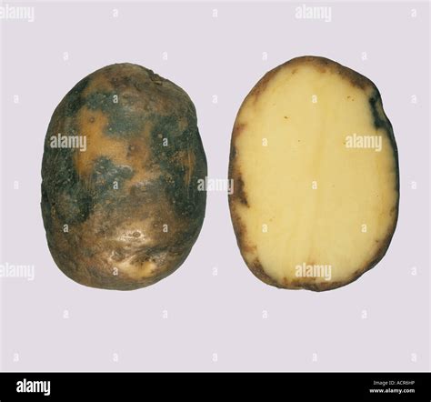 Potato Late Blight Phytophthora Infestans External Symptoms And Section Through Potato Tuber