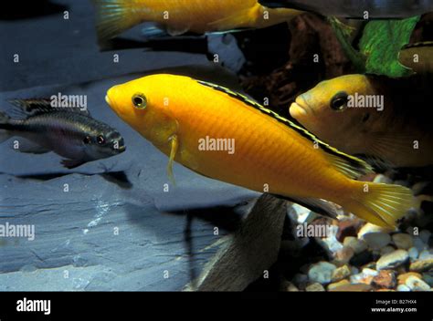 Labidochromis Coeruleus Yellow Malawi Lake Cichlid Africa Stock Photo