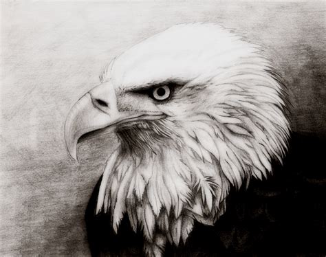 Pencil Drawings Pencil Drawings Bald Eagles