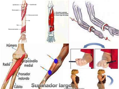 Fisioterapia Goniometría Del Codo