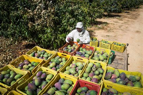 Manejo orgânico de doenças pós colheita em frutas Maneje Bem Fitocon