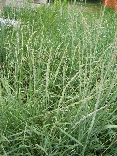 Perennial Grassy Weeds In Lawns And Gardens