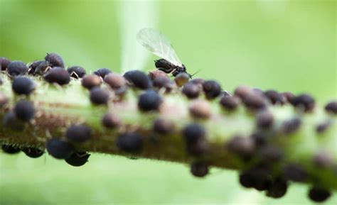 What Do Aphids Eat And What Kind Of Life They Lead