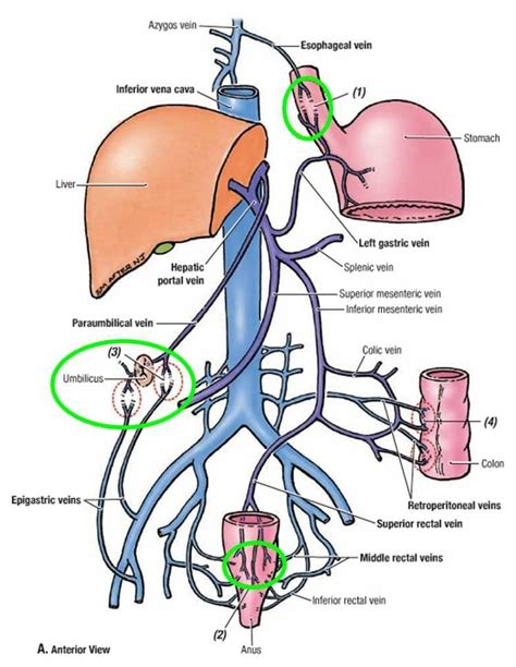 Arteries And Veins Of Liver
