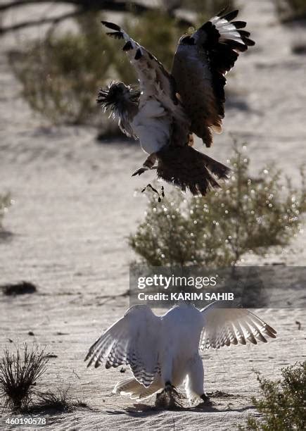 98 Arabian Bustard Stock Photos, High-Res Pictures, and Images - Getty ...