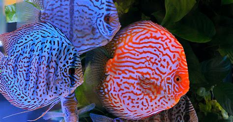 How To Keep The Perfect Discus Aquarium