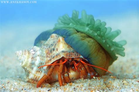 Weekly Featured Underwater Photographer Andrey Nekrasov Mozaik UW