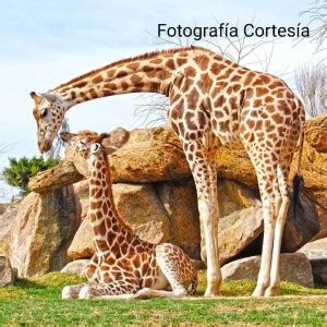 Upinforma D A Mundial De La Jirafa Una Especie Ic Nica Y Nica Que Se