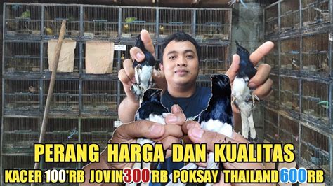 PERANG HARGA DAN KUALITAS JOVIN 300 RIBU POKSAY THAILAND 600 RIBU MURAI