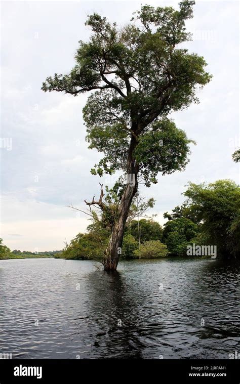 Tree In A Flooded Region Of The Brazilian Amazon Stock Photo Alamy