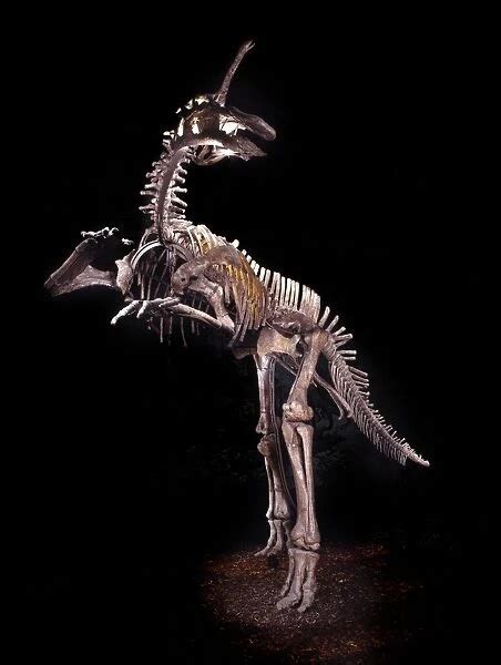 Tsintaosaurus dinosaur, fossil skeleton C016 / 4878