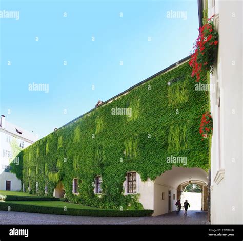 Climbing Plants On The Ancient Building Of The Abbey Of Novacella In