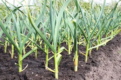 Cara Praktis Menanam Bawang Putih Hidroponik Dari Botol Bekas