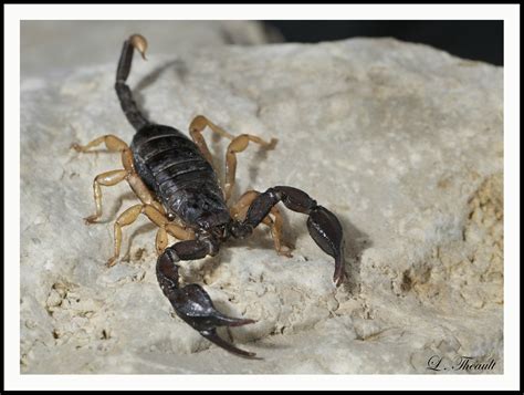 Le scorpion noir à queue jaune Euscorpius flavicaudis Figer l