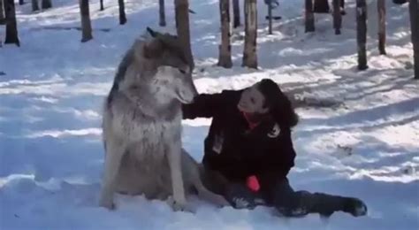 This Is An Actual Real Life Wolf Next To A Human For Scale Big Wolf