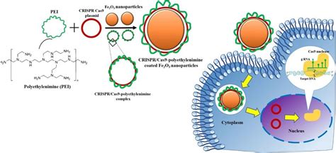 Schematic Representation Of The Synthesis Of Magnetic Nanoparticles