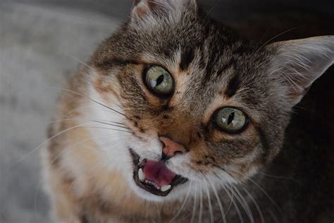 Waarom Miauwt Mijn Kat In De Kattenbak 6 Veelvoorkomende Redenen Belcat