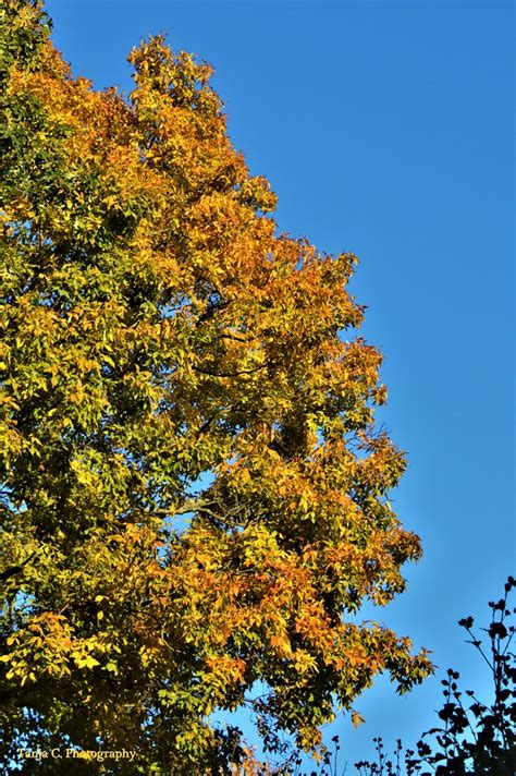 Under The White Oak Leaves Autumn Beach Tanja Chester Flickr