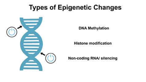 Types Of Epigenetic Modifications Biomodal