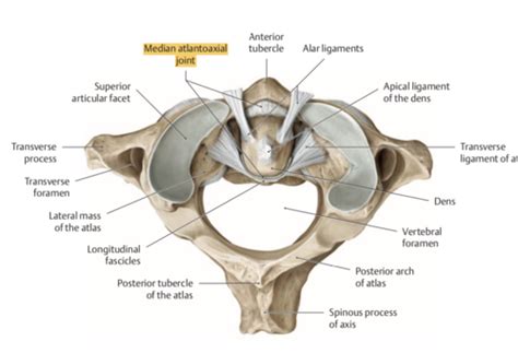 Anatomy Lectures Module 1 Flashcards Quizlet