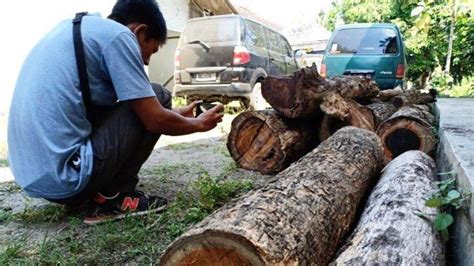 Pemodal Kasus Kayu Sonokeling Illegal Di Lampung Diancam Penjara