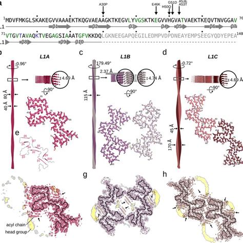 Cryo EM structures of the L1 αSyn fibrils a Sequence and secondary