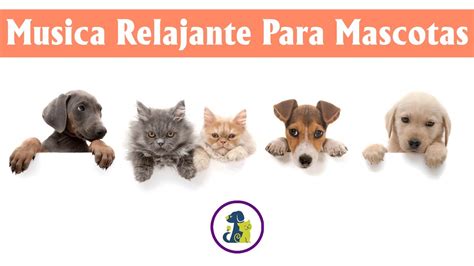 10 horas de música de relajación profunda para mascotas Musica