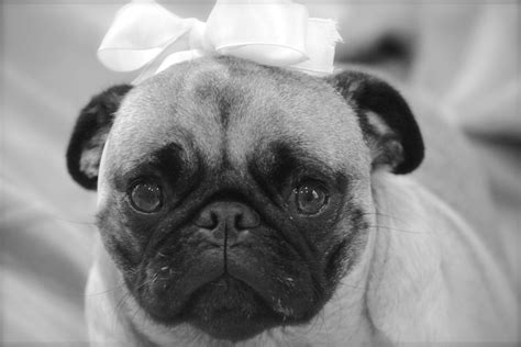 Girly Pug Pugs And Kisses Pugs Pug Love