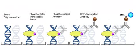 Human C EBP Beta CEBPB Qual ELISA Kit LSBio