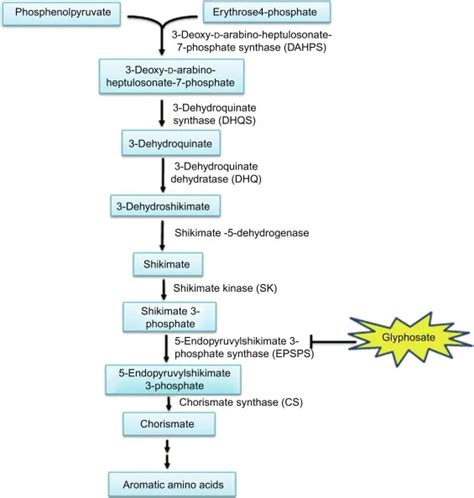 Biosynthetic Pathways For Hydroxybenzoate The Science Notes