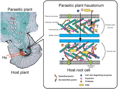 Frontiers Apoplastic Interactions Between Plants And Plant Root Intruders